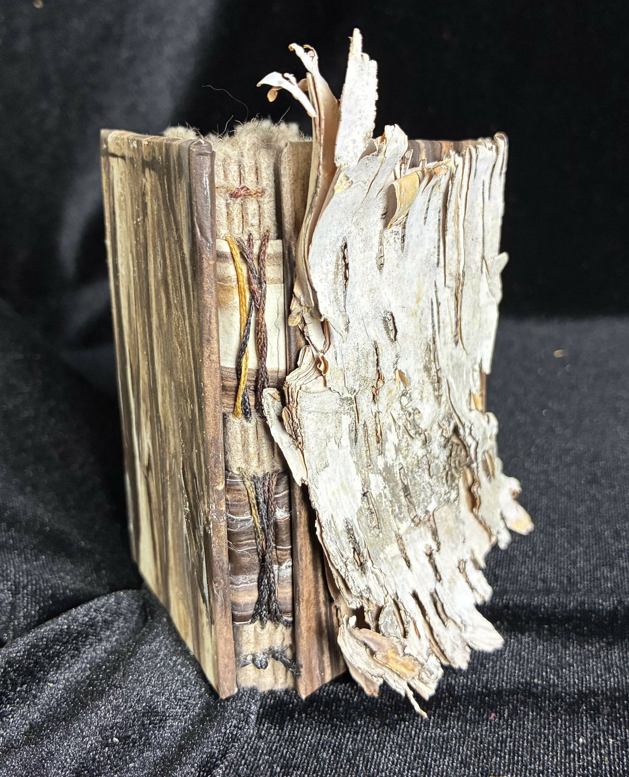 Birch Bark 1