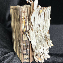 Birch Bark 1