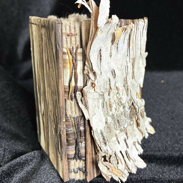 Birch Bark 1