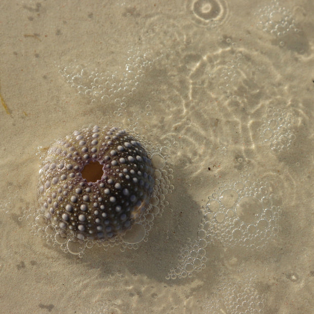 bubbly urchin