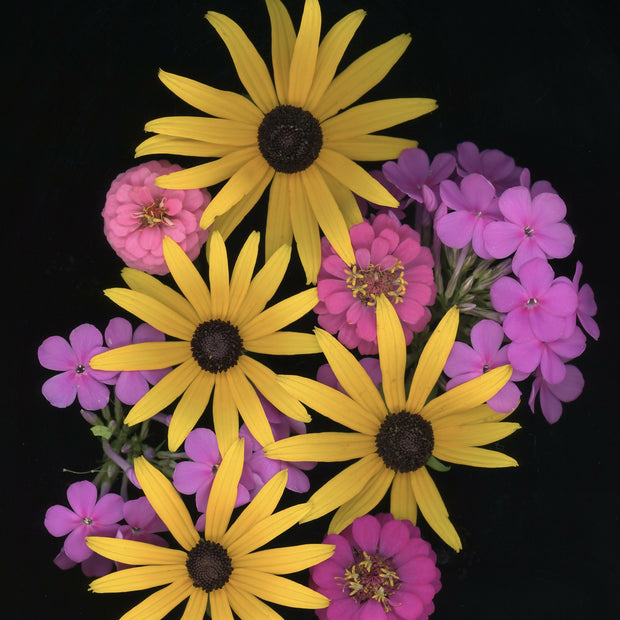 Rudbeckia and Others