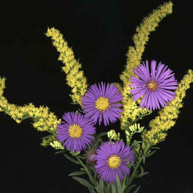 Goldenrod and Asters