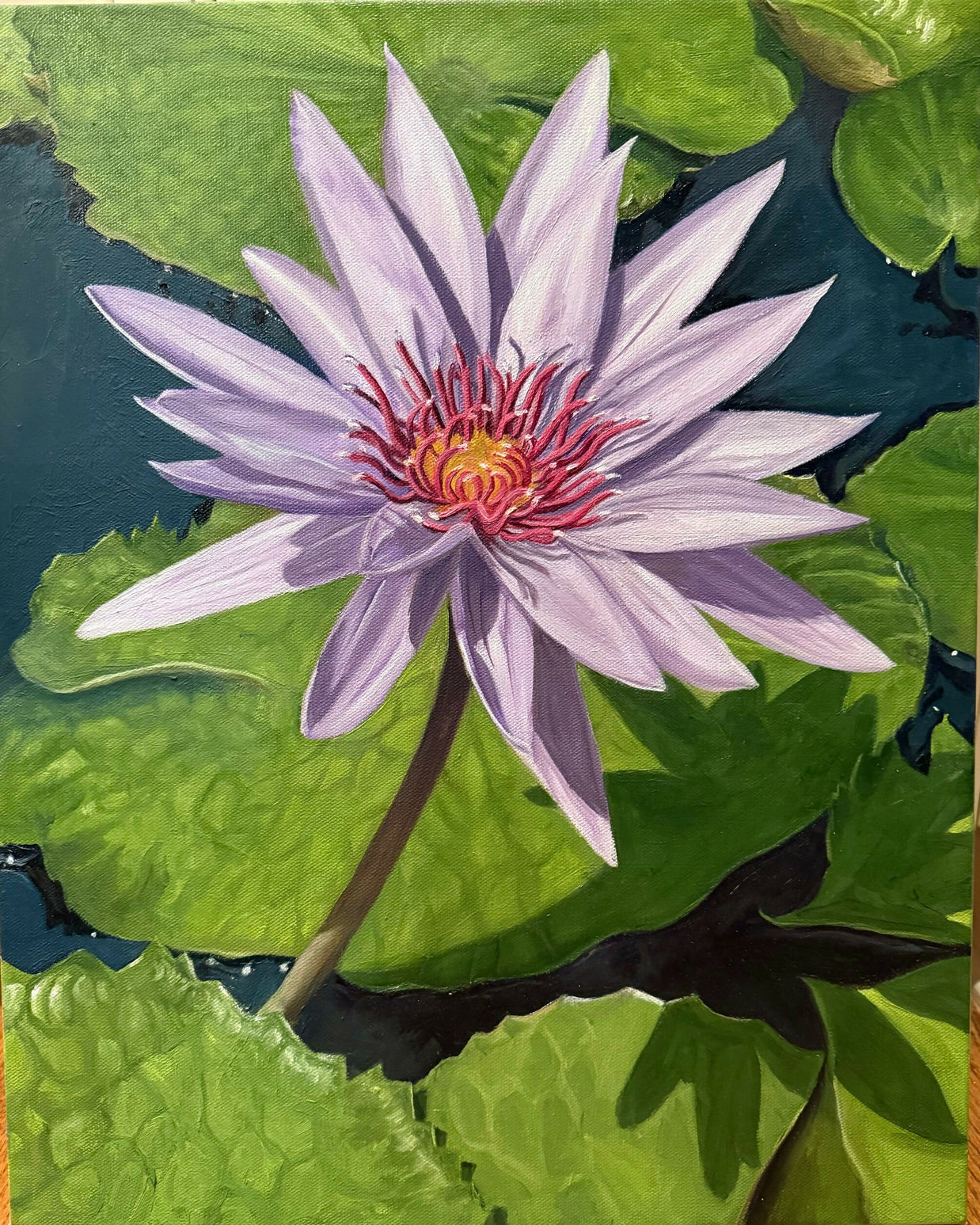 Water Lily 1