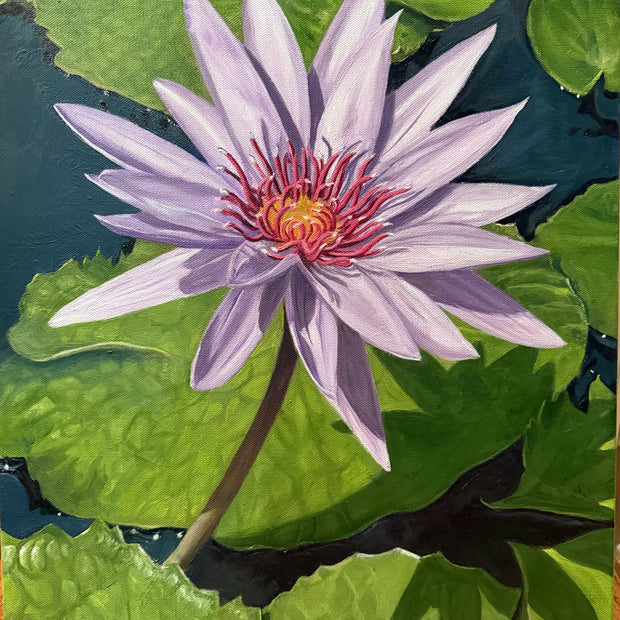 Water Lily 1