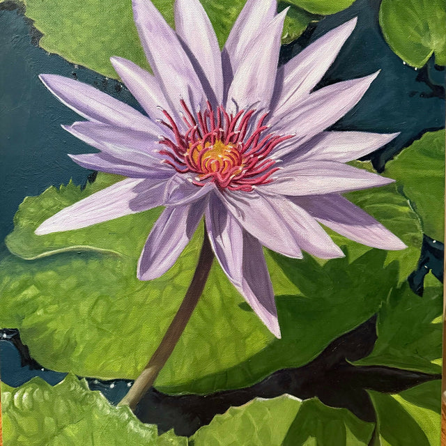 Water Lily 1