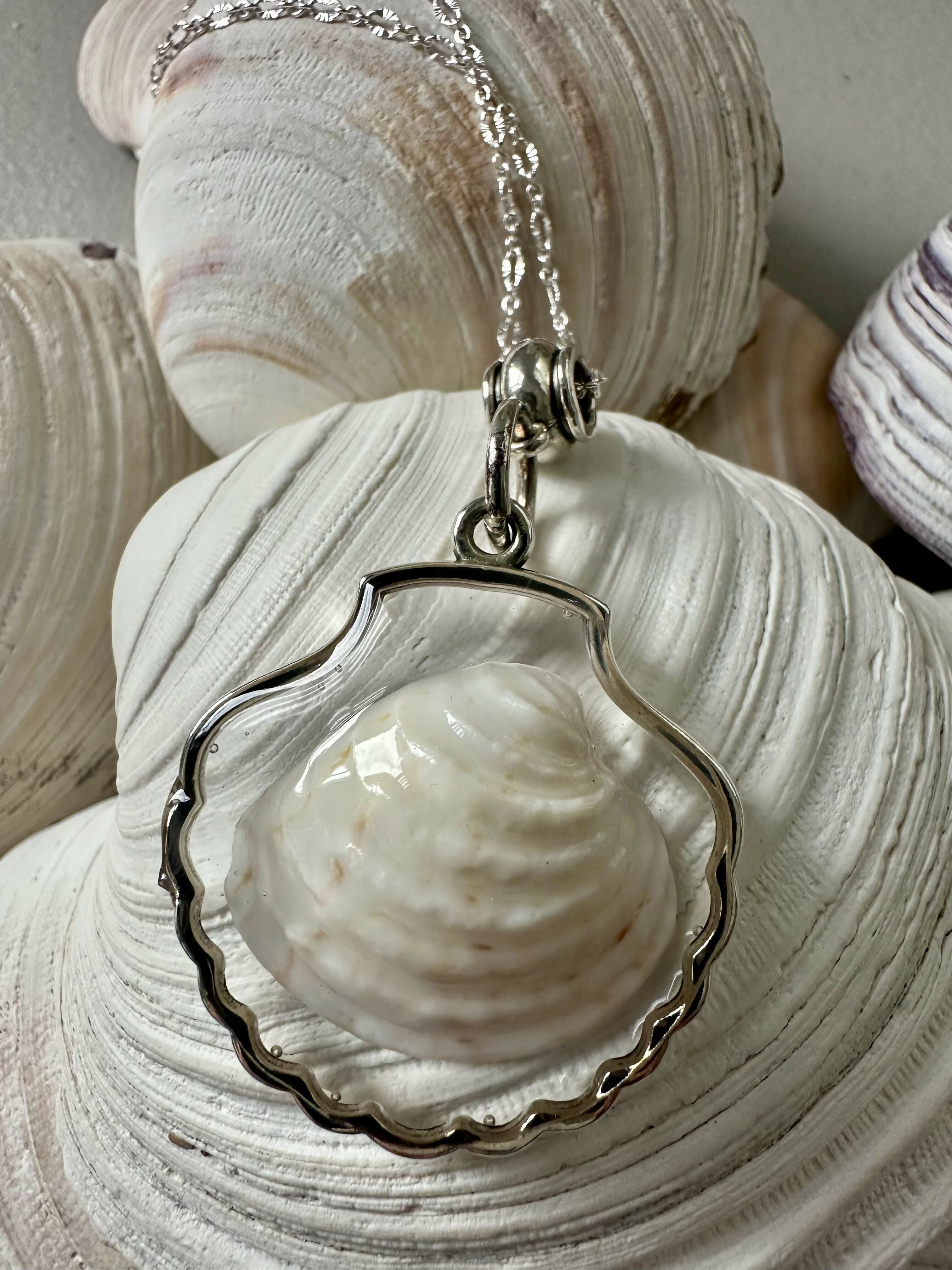 White King Venus Shell Pendant Necklace