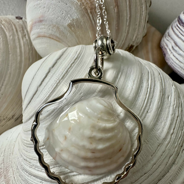 White King Venus Shell Pendant Necklace