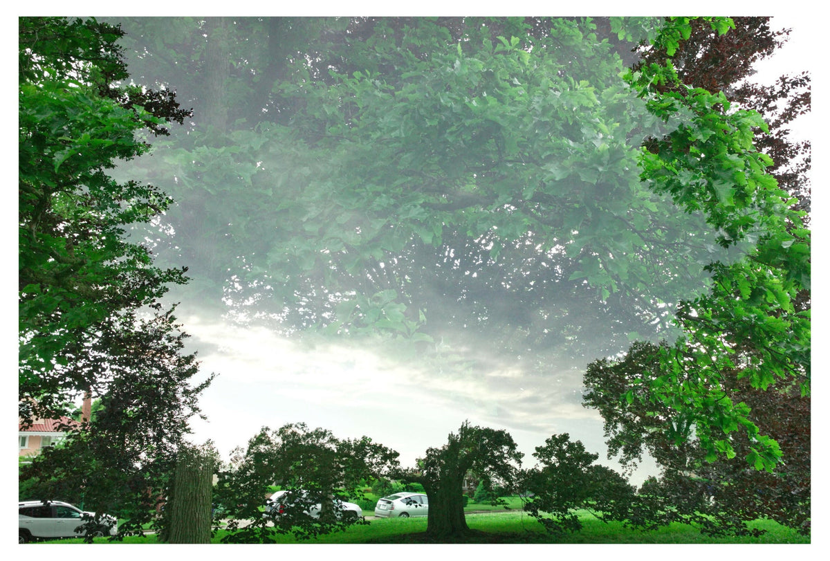 Photographic Print
