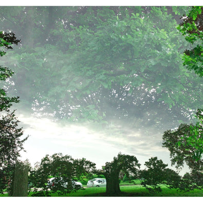 Photographic Print