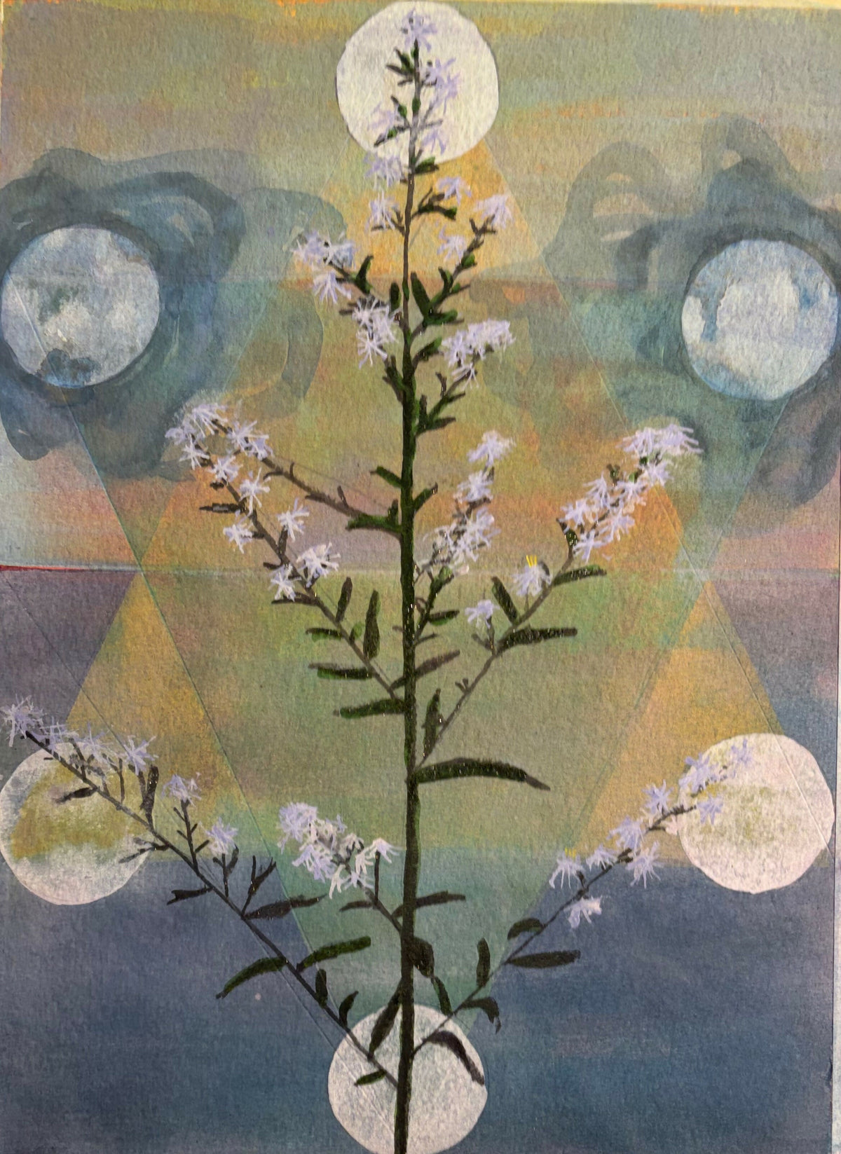 Aster