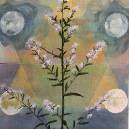 Aster
