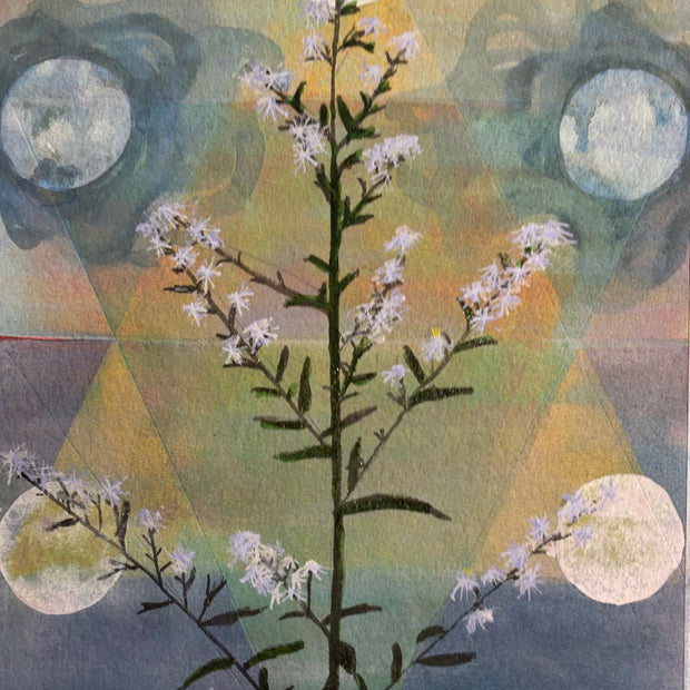 Aster