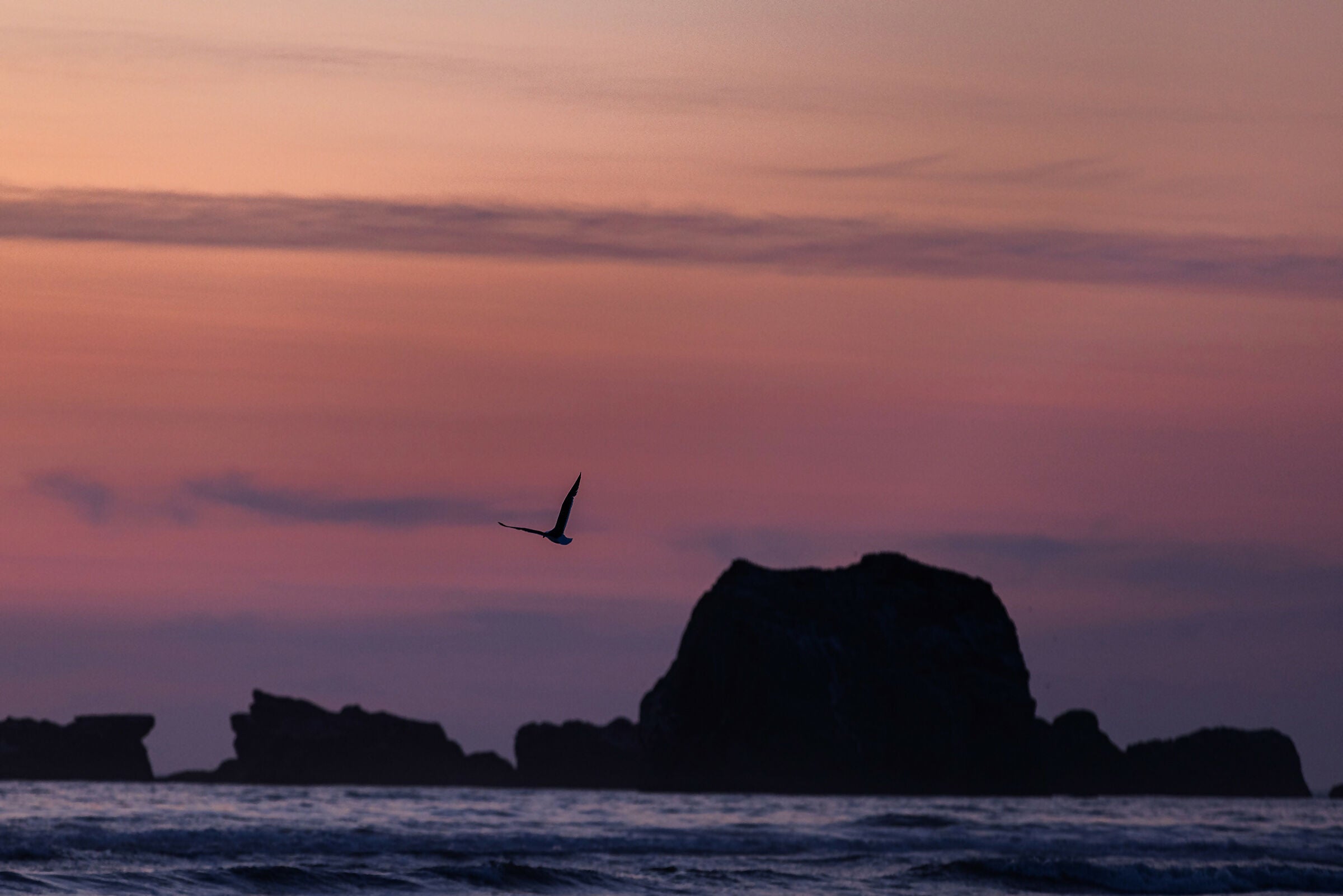 Flight at Dusk