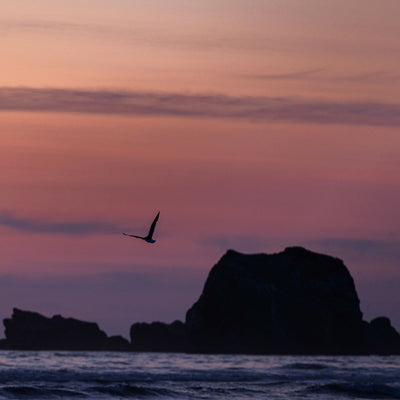 Flight at Dusk