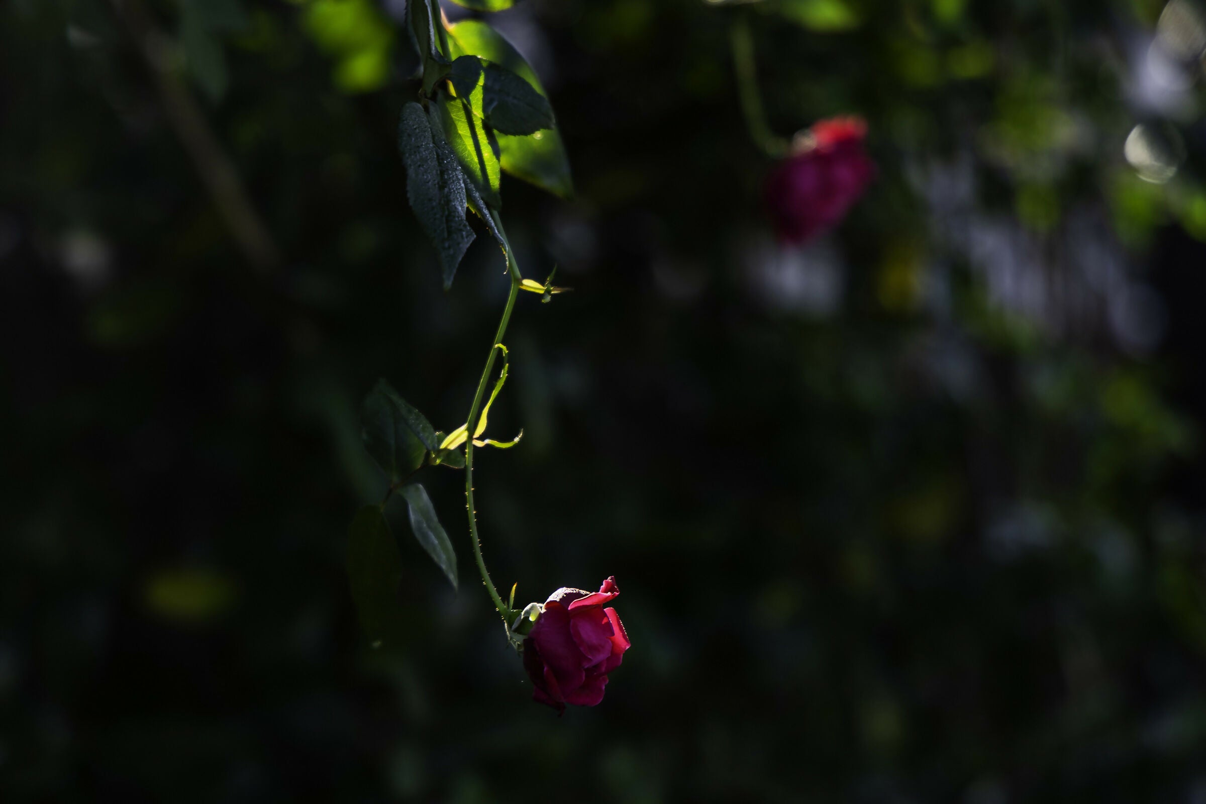 Dangling Rose