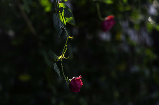 Dangling Rose