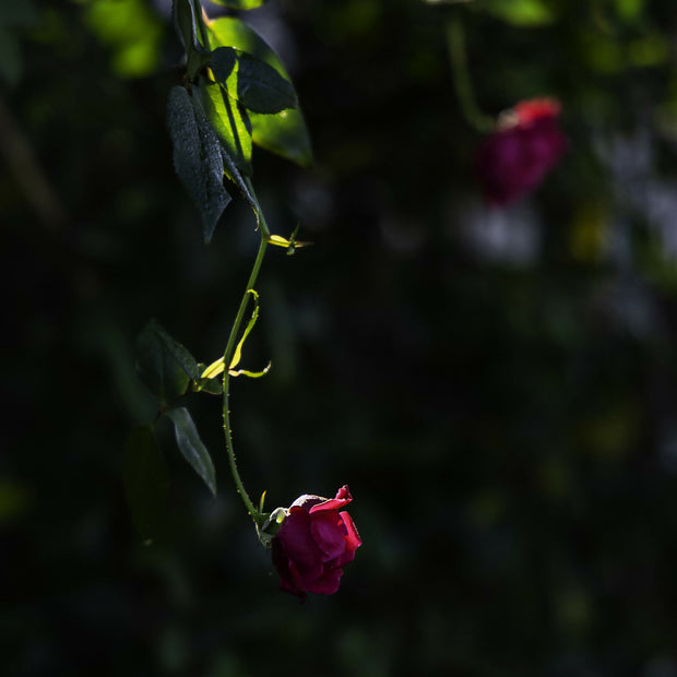 Dangling Rose