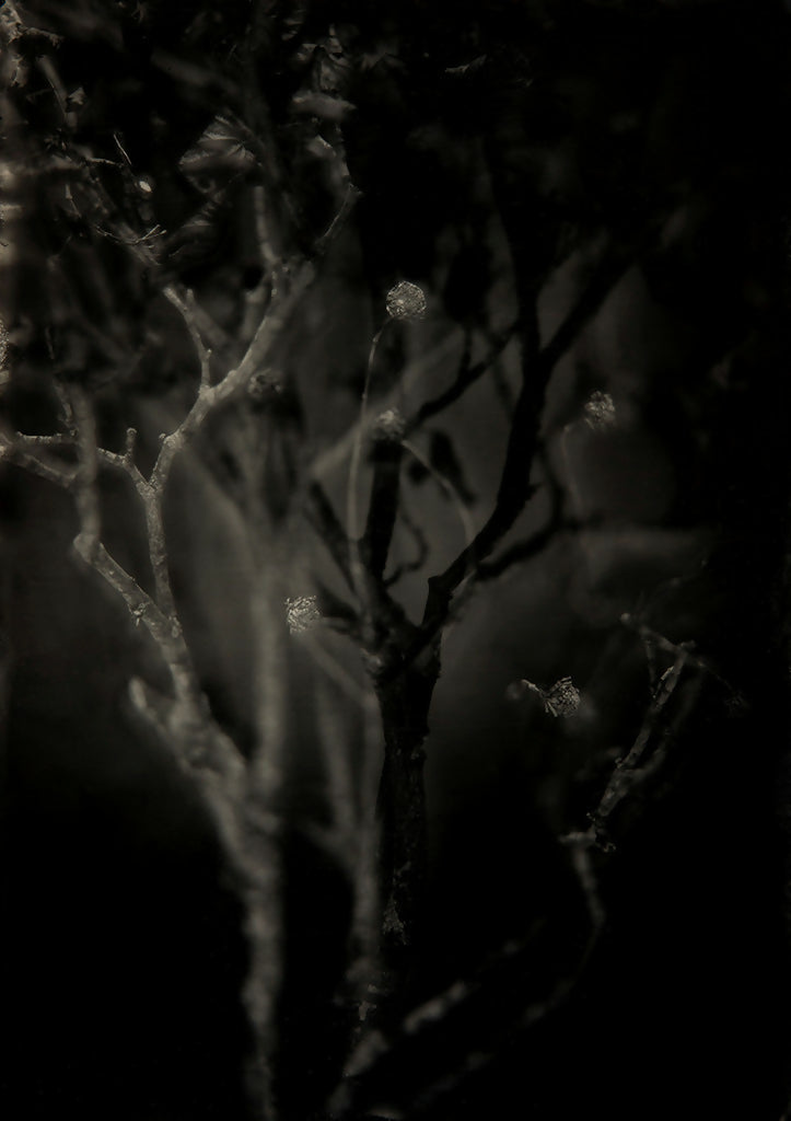 Woodland 4