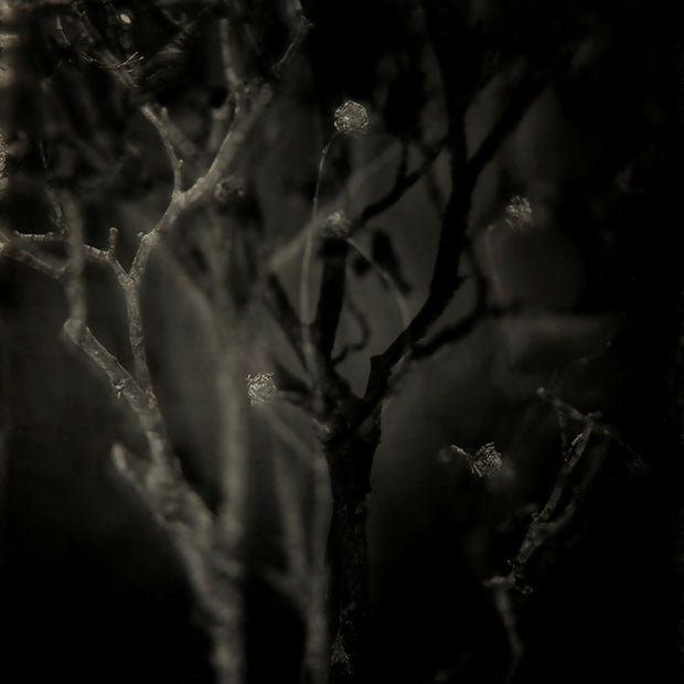 Woodland 4