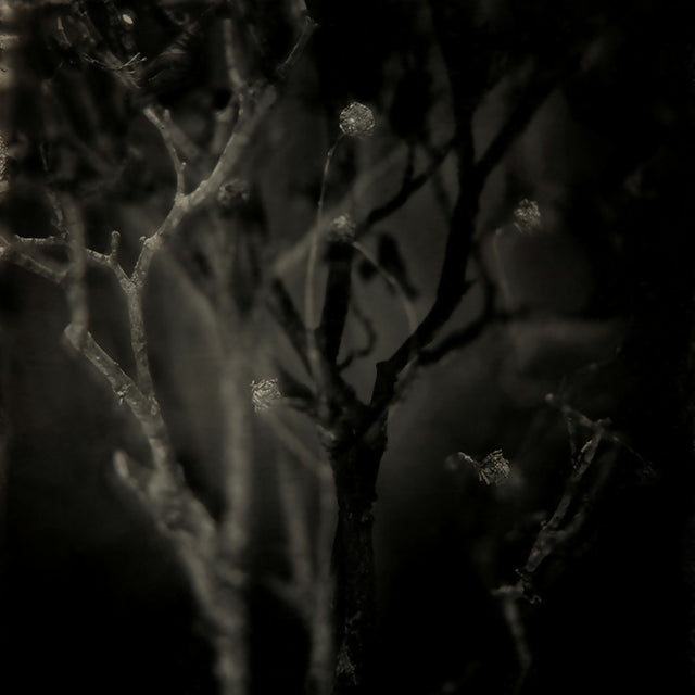 Woodland 4