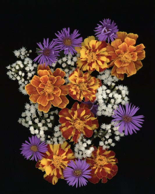 Marigolds and Asters