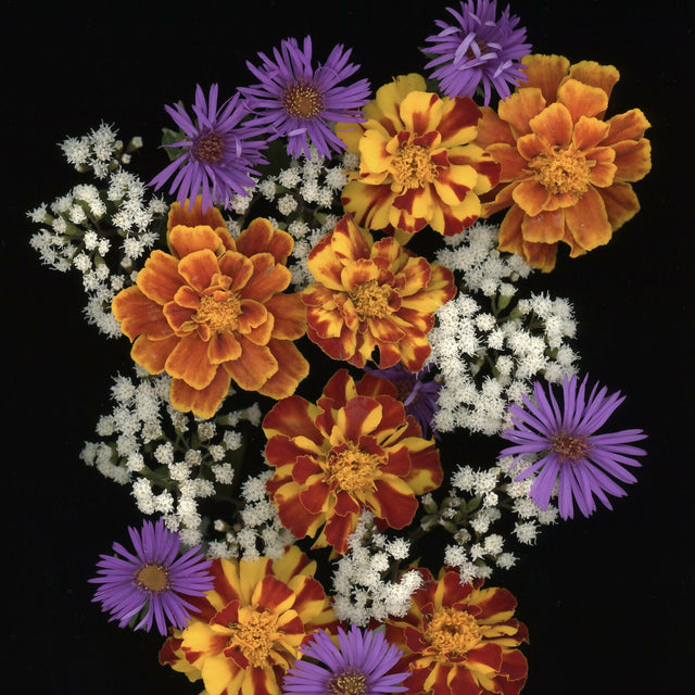 Marigolds and Asters