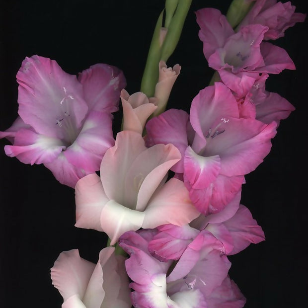 November Glads