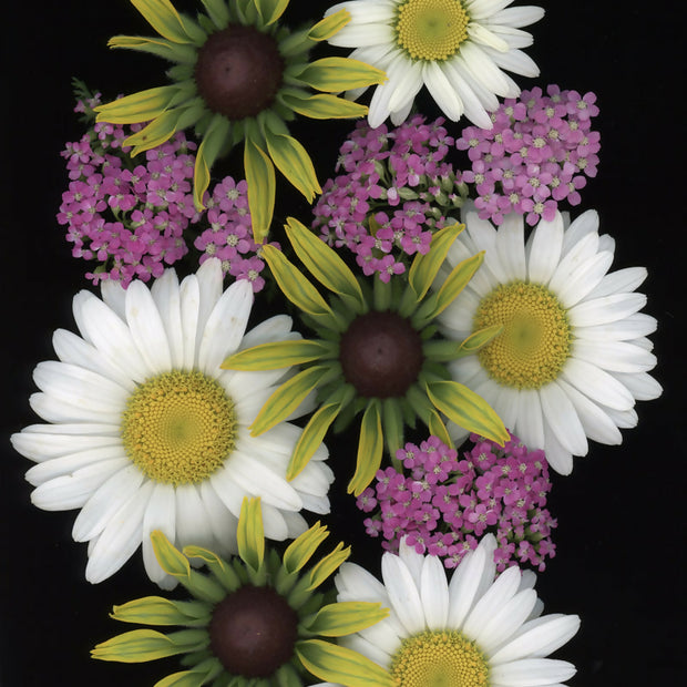 July Blooms