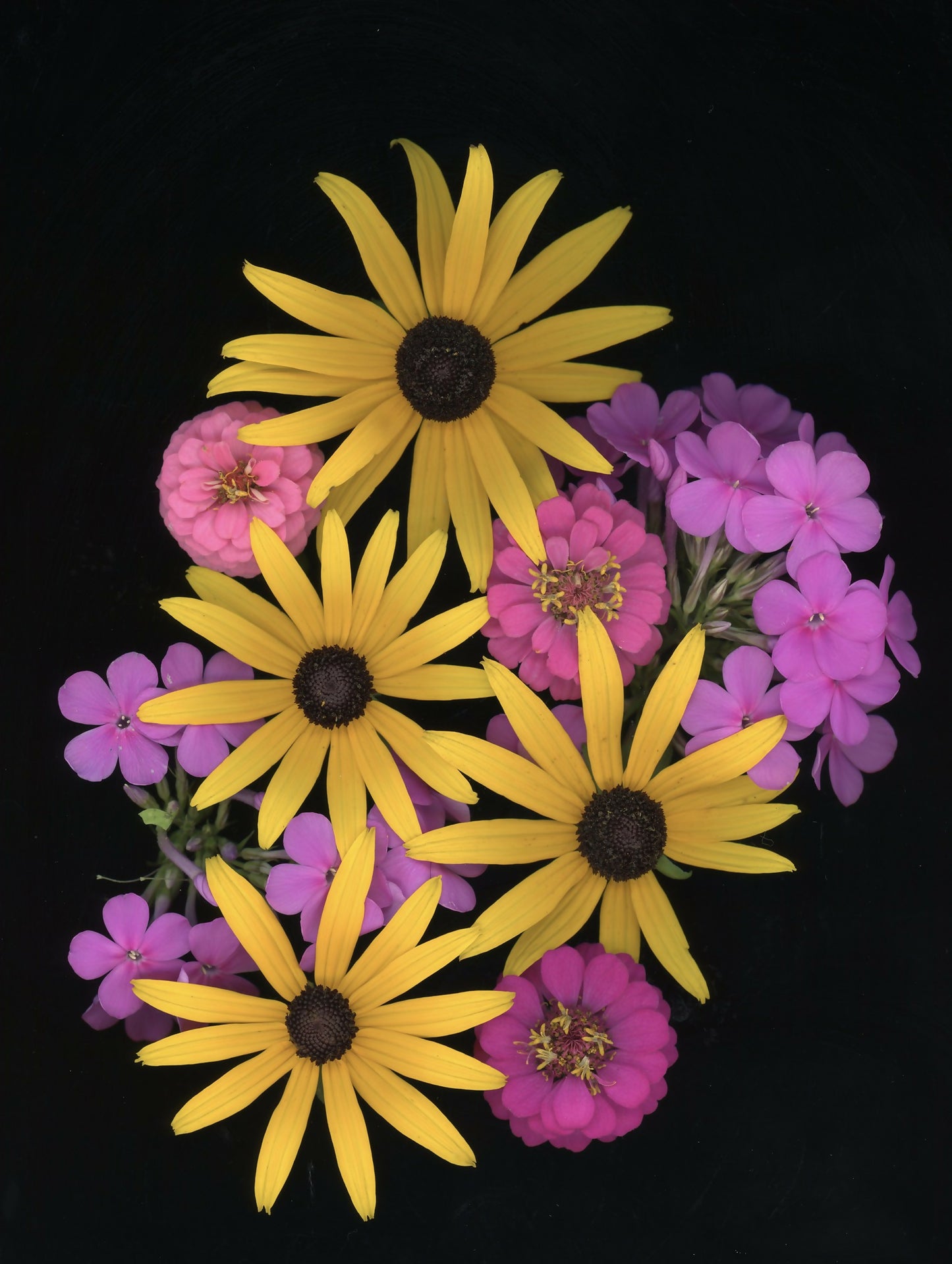 Rudbeckia and Others