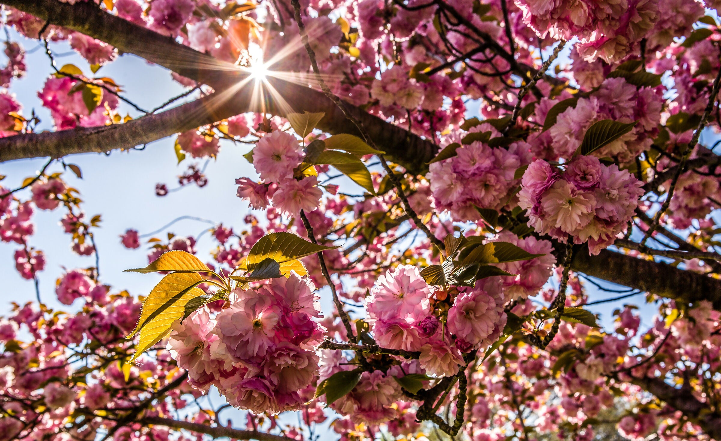 Cherry Blossoms