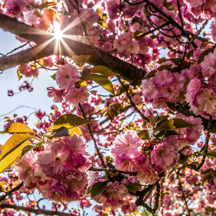 Cherry Blossoms