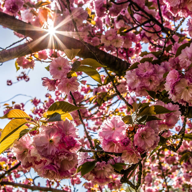 Cherry Blossoms