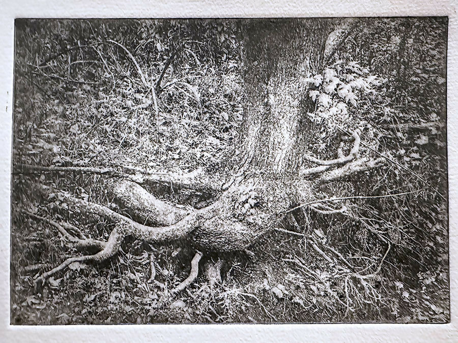 Gently Rooted