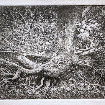 Gently Rooted