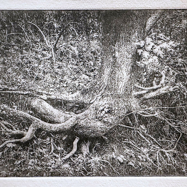 Gently Rooted