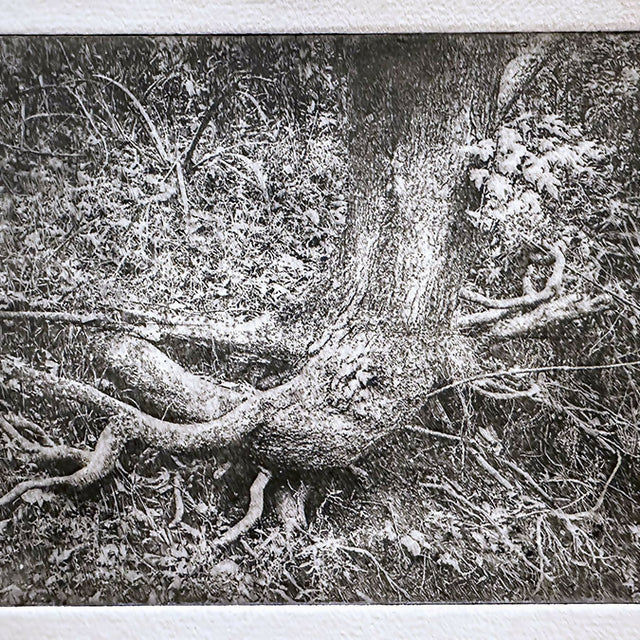 Gently Rooted (Copper Etching)
