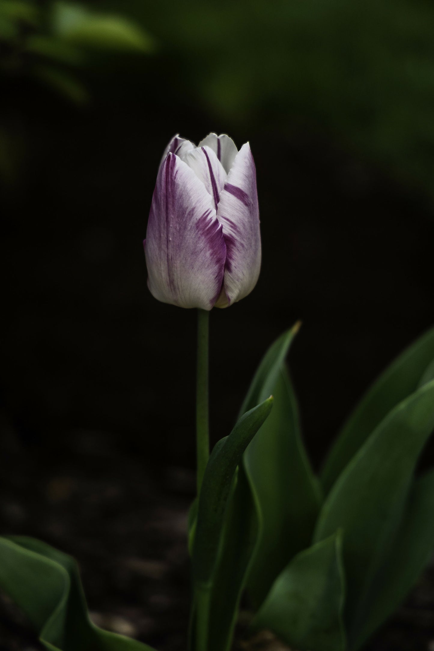 A Tulip By Any Other Name