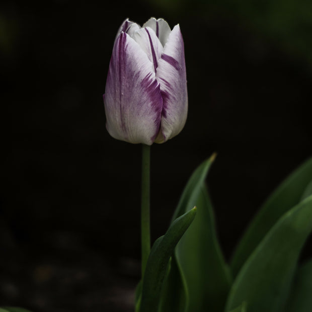 A Tulip By Any Other Name