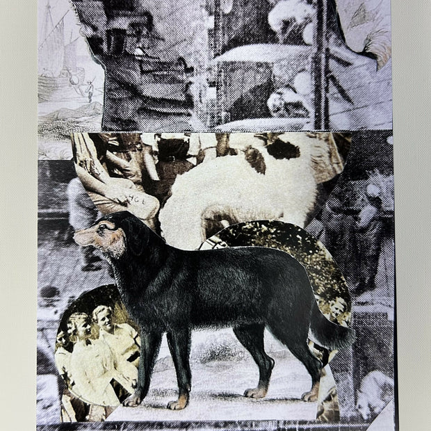 Black Dog