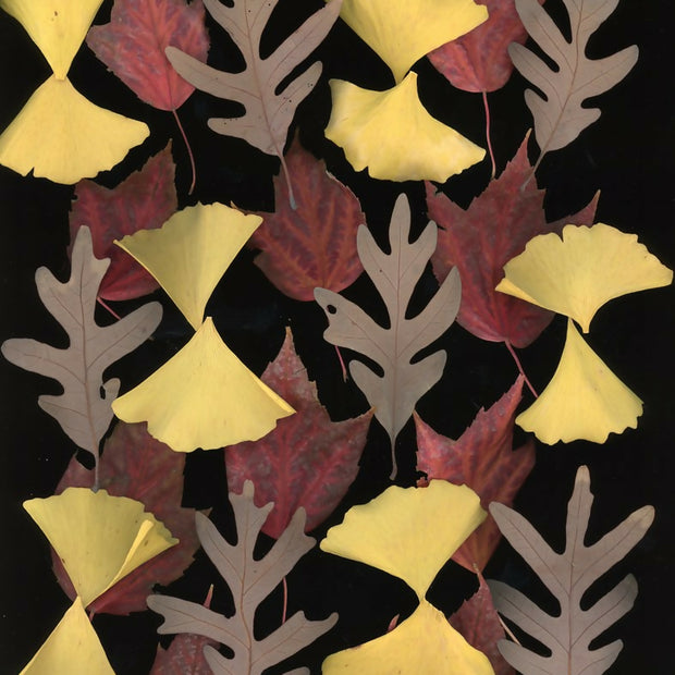 Fall Pattern