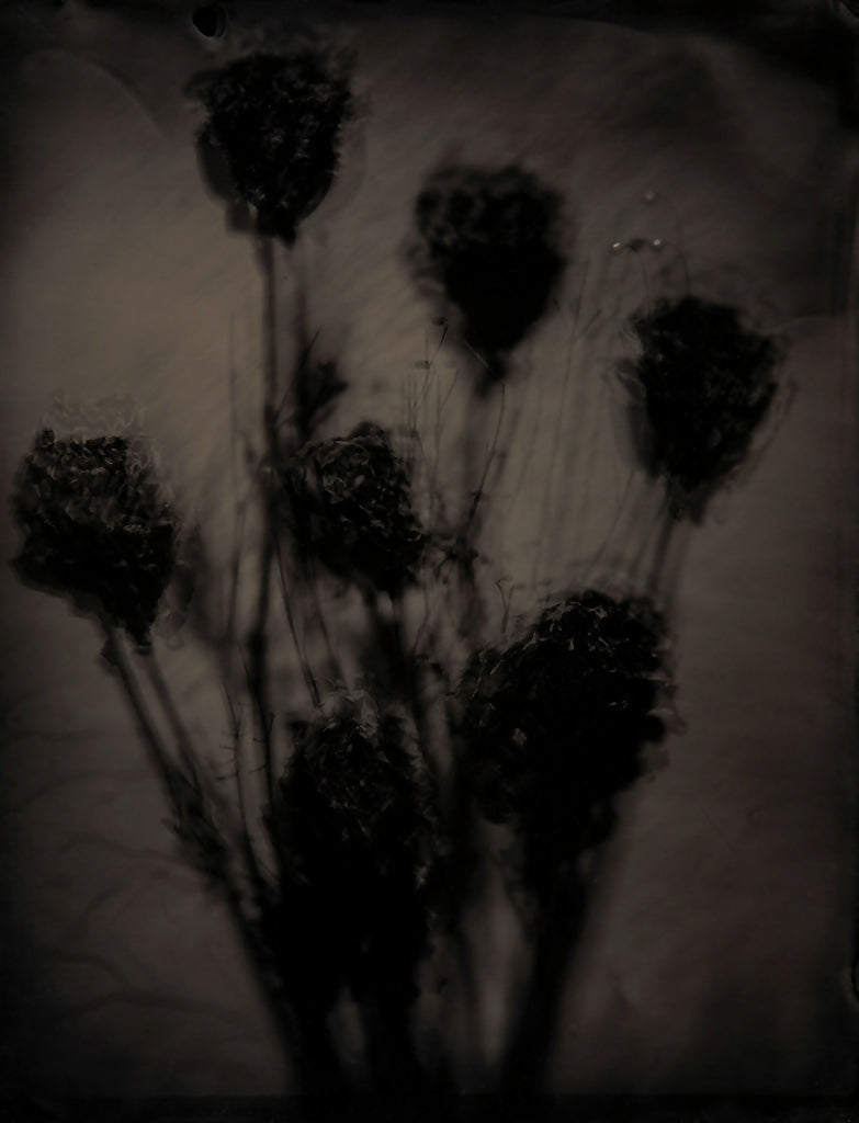 Roses 1