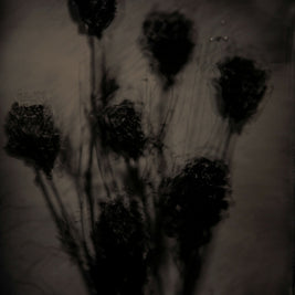 Roses 1