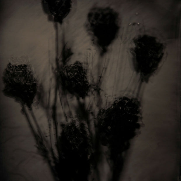 Roses 1