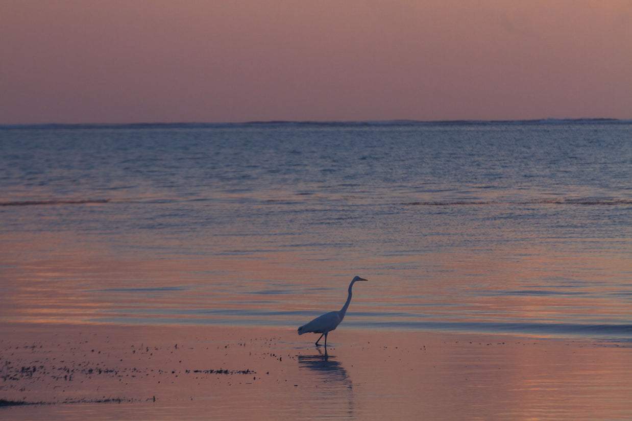 Early Morning Egret