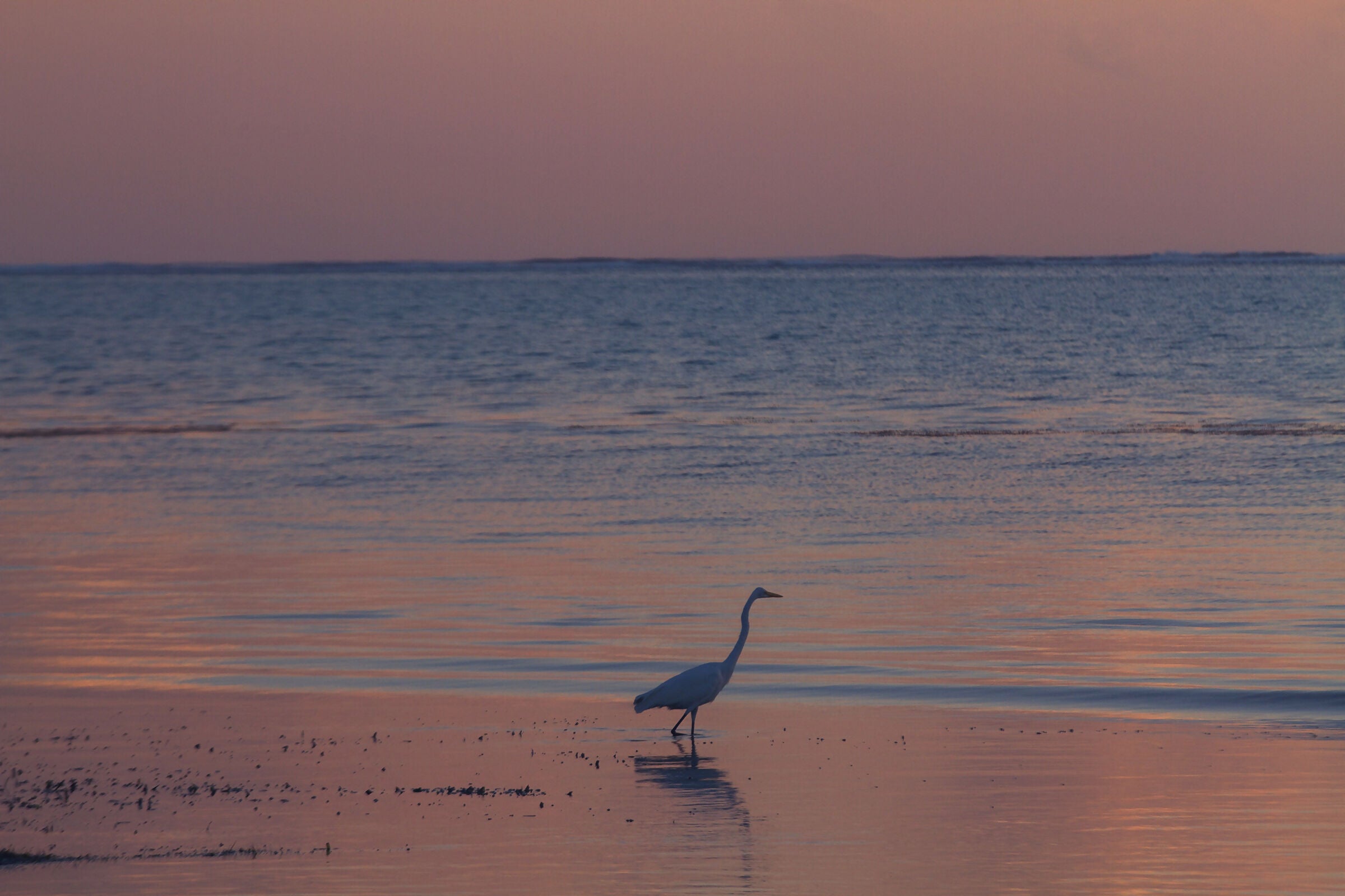 Early Morning Egret