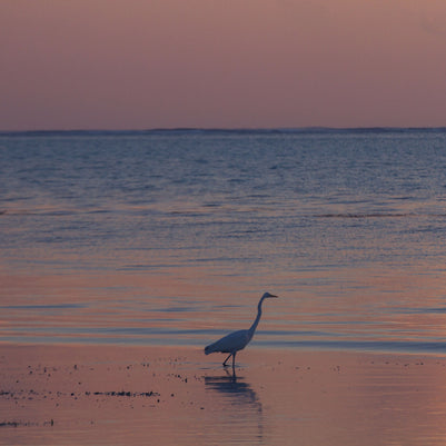 Early Morning Egret