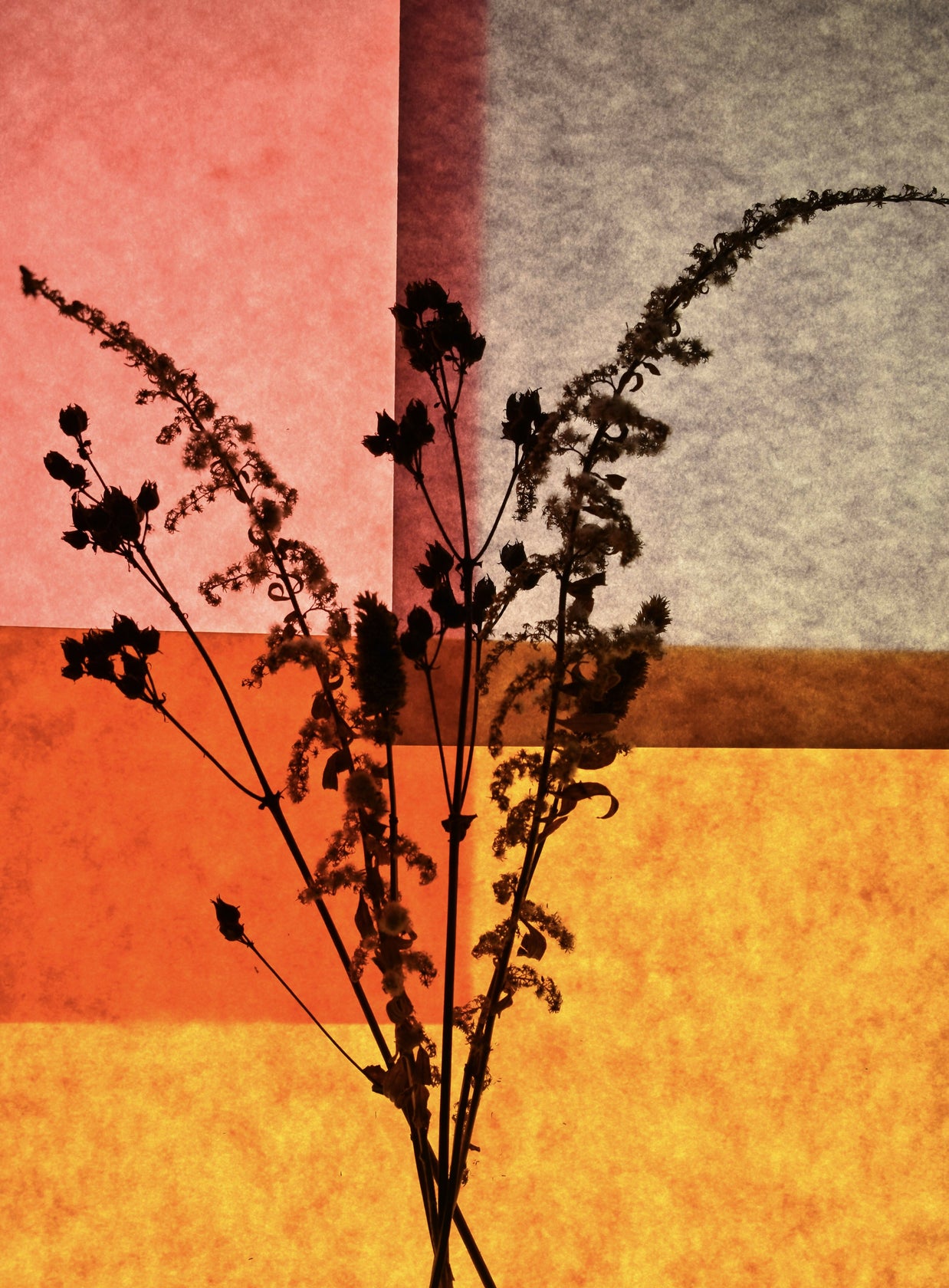 Backlit Study #1
