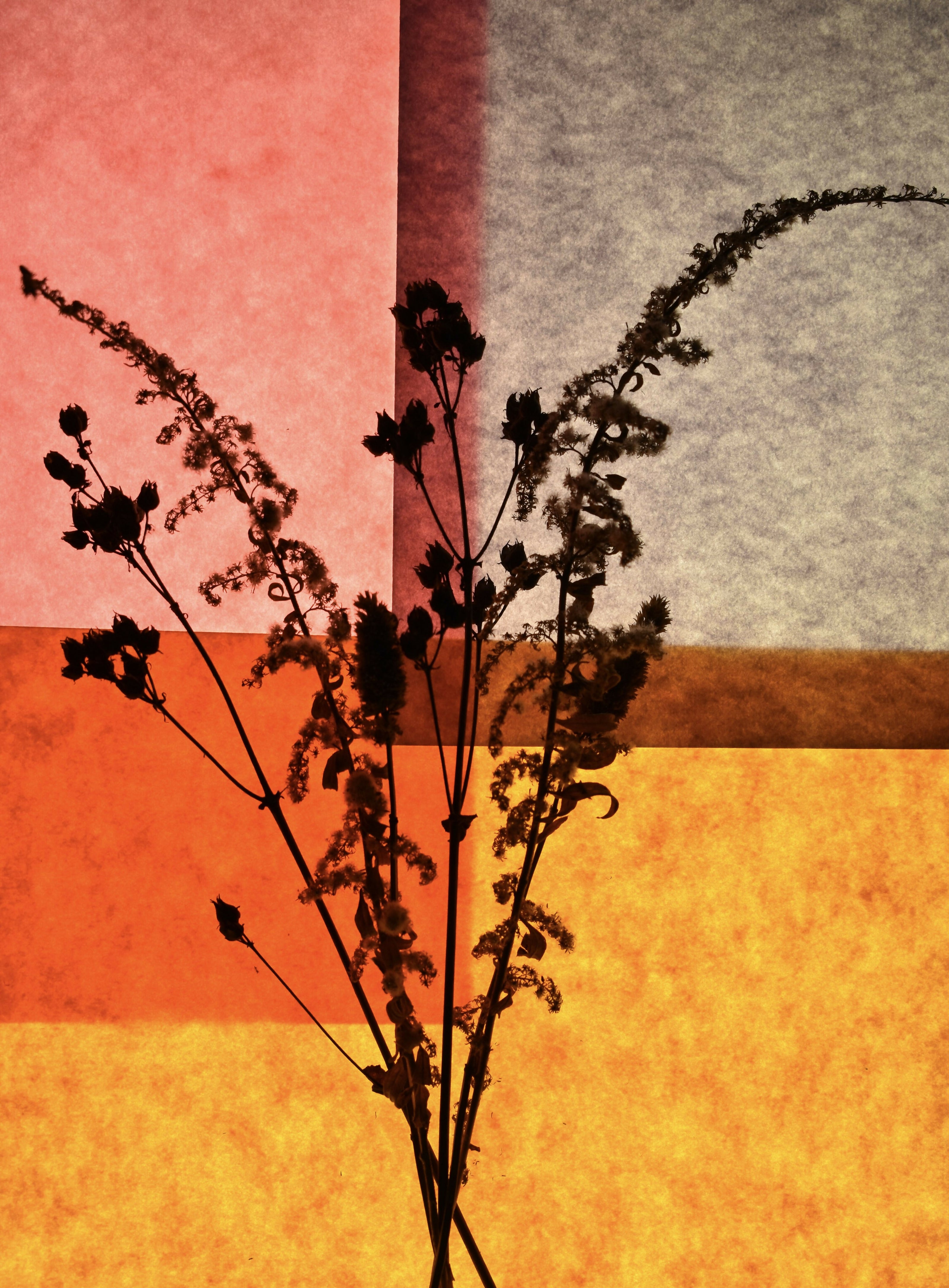 Backlit Study #1