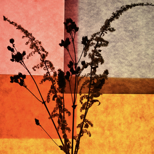Backlit Study #1