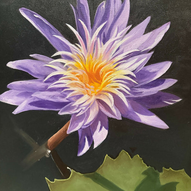 Water Lily 2